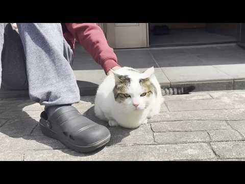 息子と玄関でほのぼのと日向ぼっこする太めの猫 サムネイル