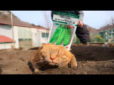 麦ちゃんとさやえんどうの種まき　260408 サムネイル