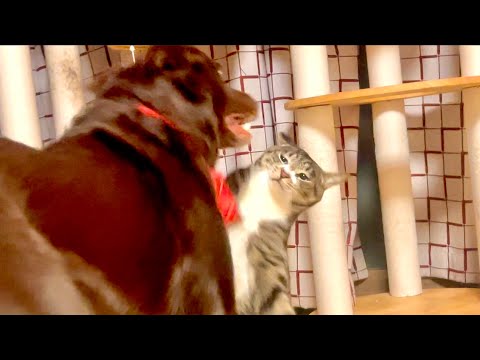 ワンコに絶対に怒らない猫がブチギレた サムネイル
