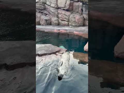 加茂ゴマフアザラシ　ニコ　加茂水族館　ゴマフアザラシ　shorts サムネイル