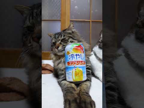 冷やしマンゴーソーダ　260613　 cat のせ猫 cute　 冷やしマンゴーソーダ マンゴーソーダ cutecat… サムネイル