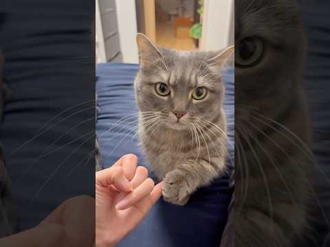 帰りが遅いパパのために。ママと猫の温かいお出迎え shorts 猫 猫好きさんと繋がりたい サムネイル