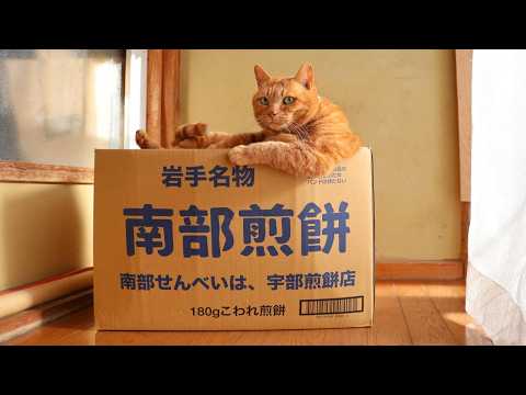 南部煎餅の箱と猫　box and cat　260227 サムネイル