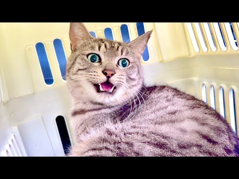 話題の猫の悲劇！病院での衝撃ストーリー