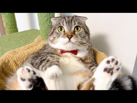 【LIVE】りっちゃん10歳お誕生日記念カウントダウンライブ🐱🎂✨ サムネイル