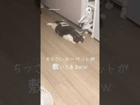 愛猫がカーペットになってた｜PECO サムネイル