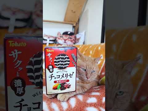 チョコメリゼ 濃厚カカオ　260916　 cat のせ猫 cute　 ねこ　 猫のいる暮らし　 チョコメリゼ 濃厚カカ…