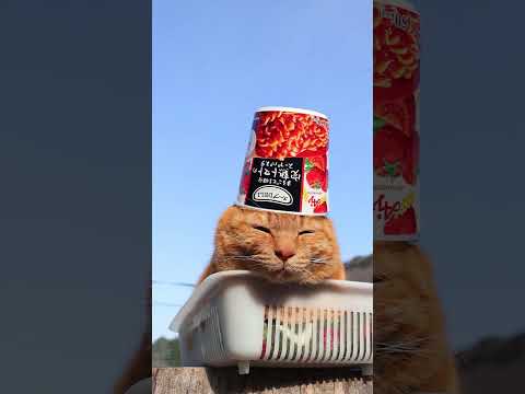 まるごと1個分完熟トマトのスープパスタ　260407　のせ猫　 cat　 cute　 猫のいる暮らし　 ネコ　 ねこ… サムネイル