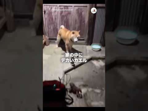 愛犬の動画撮ってたら...|PECO