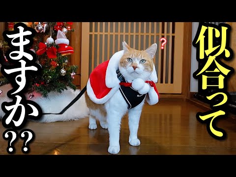 私の誕生日なのに主役より目立つサンタ猫