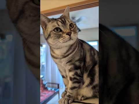 アメショーのラッテ アメショ アメリカンショートヘア ＃猫との暮らし猫と暮らす家猫 サムネイル