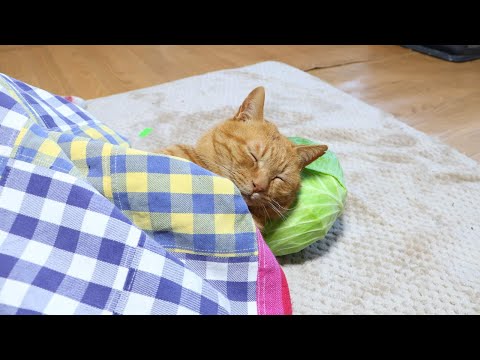 こたつでキャベツ枕ねこ　麦茶 　260122 サムネイル