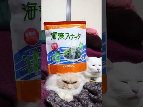 海藻スナック　260223　のせ猫　 cat cute kitty　 kitten cutecat ねこ　 猫のいる暮… サムネイル