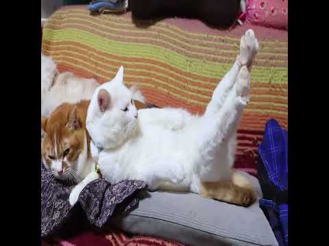 ぼー枕のしらたま　260428　　ねこ　枕猫 cat 猫　 ねこ サムネイル