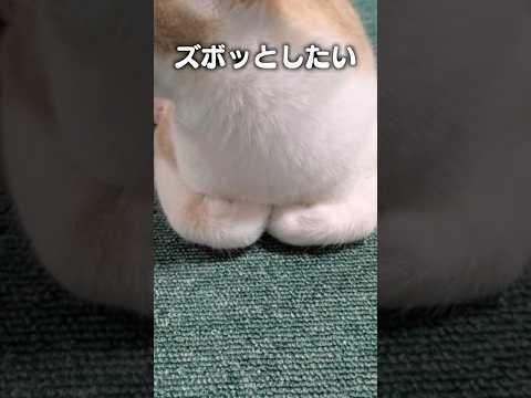 「ズボッとしたい」猫あるある|フルはApple Musicほか音楽アプリへ サムネイル