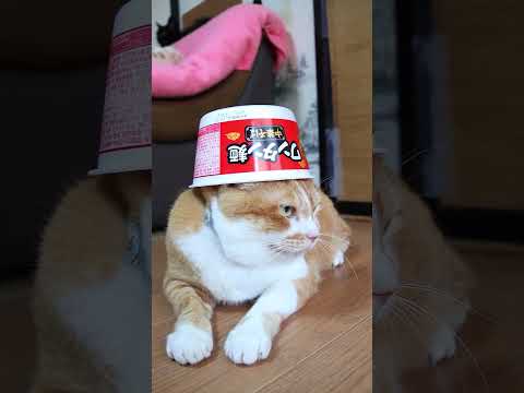 中華そば ワンタン麺 260917 cat のせ猫 cute ねこ 猫のいる暮らし 中華そば ワンタン麺