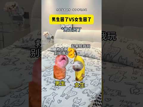 男生困了VS女生困了 有趣 猫meme 猫meme剧场 猫meme小剧场 内容过于真实  故事 貓 猫猫meme小剧场… サムネイル