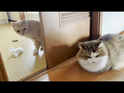 秀吉と壁一枚、急接近する猫 サムネイル