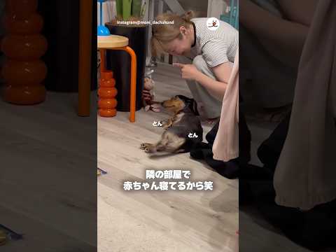 ママに構ってもらえて嬉しいワンコ｜PECO サムネイル