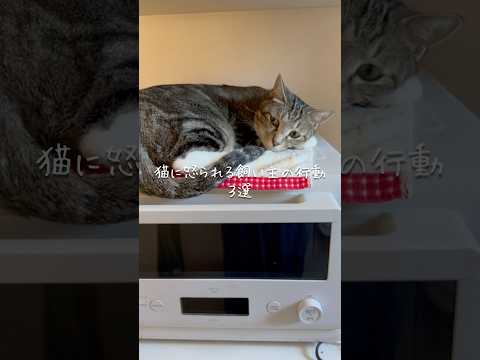 猫に怒られる飼い主の行動3選 猫 ねこ 猫のいる暮らし 猫好きさんと繋がりたい 猫動画 ねこのいる生活 雑学 豆知識…