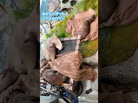 【コツメカワウソ】体をふきふきするコツメカワウソ【サンシャイン水族館】shorts 水族館