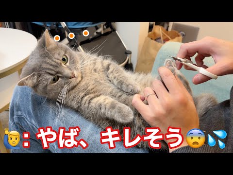 「絶対噛まれる」と覚悟して爪切りした結果がこちらです サムネイル