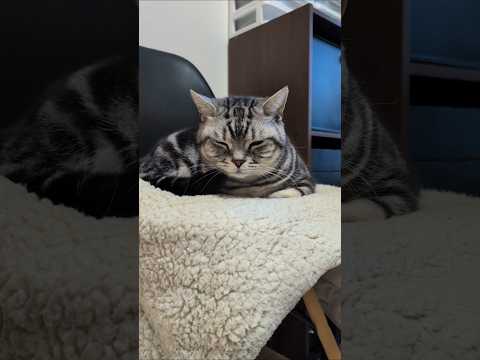 アメショーのラッテ アメショ アメリカンショートヘア 猫と暮らす家猫との暮らし猫 サムネイル