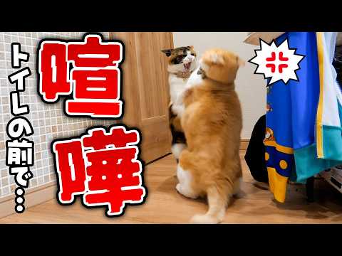 あの、トイレの前で喧嘩しないでください。 サムネイル