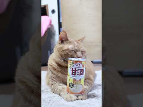 はちみつ甘酒　251218　#のせ猫　 #cat　 #cute　 #猫のいる暮らし　 #ねこ　 #ネコ　 #猫　　 #…