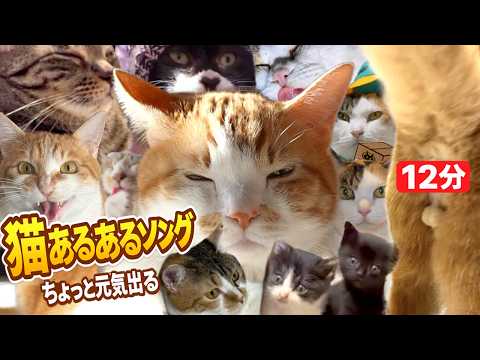 猫好きしか分からない12分｜ちょっと元気出る猫あるあるソング（みんなの猫も登場🐱） サムネイル