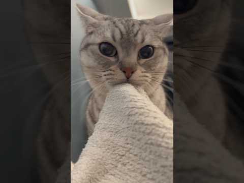 パパ帰宅で即、甘えるマンチカン...笑 cat 猫 サムネイル