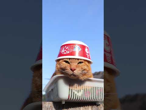 日清のどん兵衛 天ぷらそば [東]　260412　のせ猫　 cat　 cute　 猫のいる暮らし　 kitten　 k… サムネイル