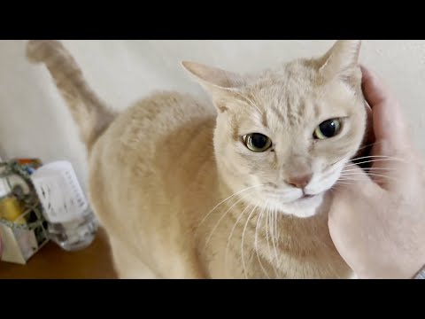 帰宅したお父さんをフガフガ言いながらリビングまでエスコートする猫 サムネイル