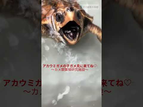 エサちょうだい！ shots 名古屋港水族館 サムネイル