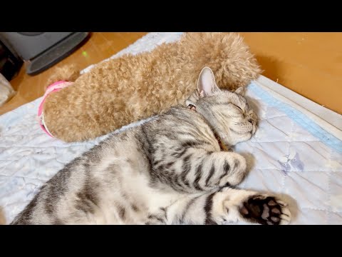 仲良く熟睡するあいちゃんとココちゃん。 サムネイル