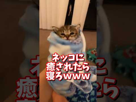ネッコの動画で癒されたら寝ろｗｗｗ　2ch  動物  猫 癒やし ねこ動画 サムネイル