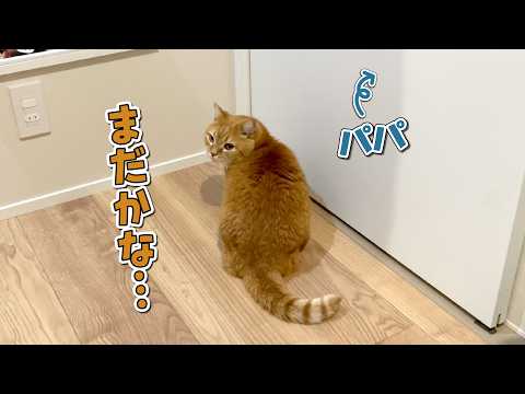 出待ちしてたら裏口から逃げられちゃった猫の反応が可愛すぎた！ サムネイル