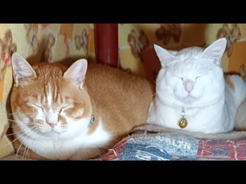 ぼーたまちゃんがライブ配信中！　2026年3月3日 サムネイル