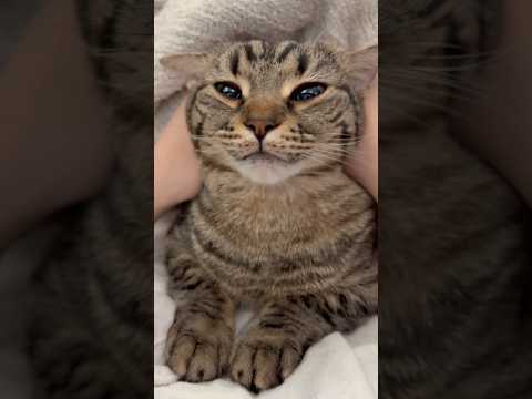 【天使】愛猫の鳴き声が可愛すぎて... cat 猫 サムネイル