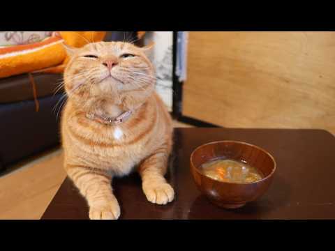 ちゃぶ台の上の豚汁　260223 サムネイル