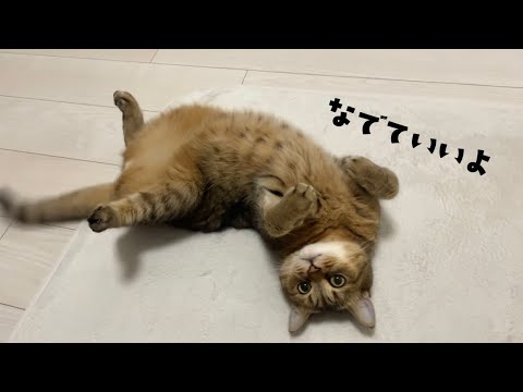 目の前でひっくり返ってお腹もふもふして下さいアピールを敢行する猫 サムネイル