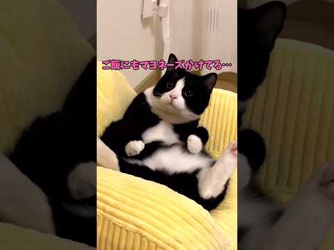 レゲエ砂浜ビッグウェーブ猫！ サムネイル