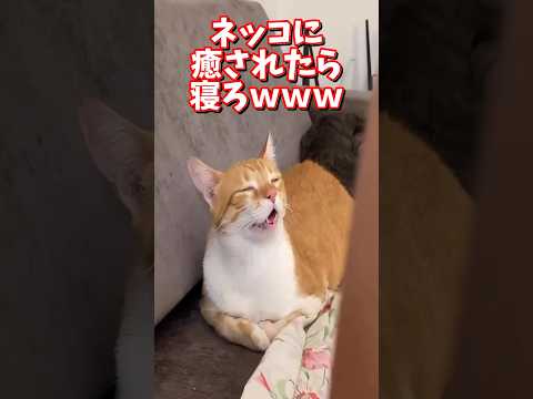 ネッコの動画で癒されたら寝ろｗｗｗ　2ch  動物  猫 癒やし ねこ動画 サムネイル