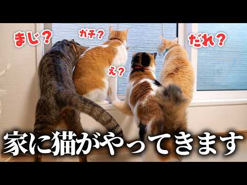 猫を預かることになったので、猫たちと急いでお迎えする準備をします。 サムネイル