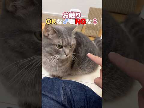 お触りOKな♂とNGな♀shorts 猫 猫好きさんと繋がりたい