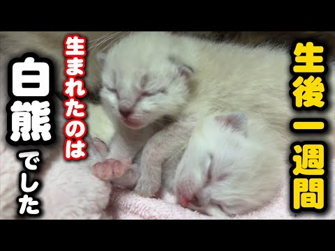 保護した猫が産んだのは白熊の赤ちゃんみたいです サムネイル