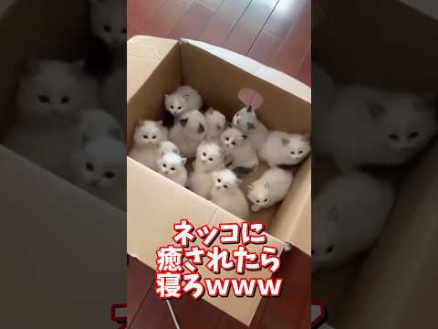 ネッコの動画で癒されたら寝ろｗｗｗ　2ch  動物  猫 癒やし ねこ動画 サムネイル