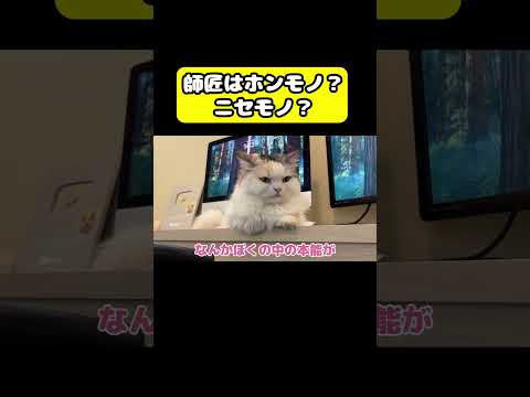 師匠はホンモノ？ニセモノ？　猫 おもしろ アテレコ ニャンチューバーつくし サムネイル