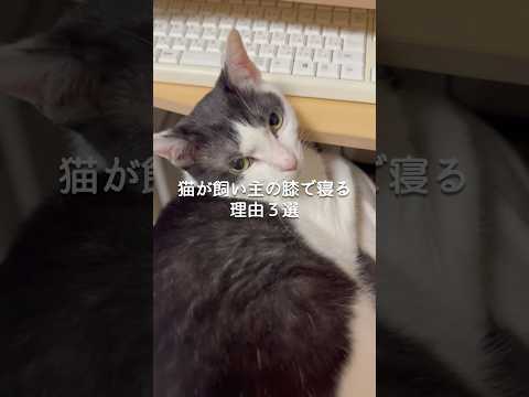 猫が飼い主の膝で寝る理由3選 猫 猫のいる暮らし 保護猫 ねこ ねこ動画 猫好きさんと繋がりたい 雑学 豆知識 VOI… サムネイル