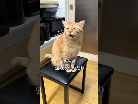 世界一可愛いと言われた猫が5歳になった日 cat つなまよ サムネイル